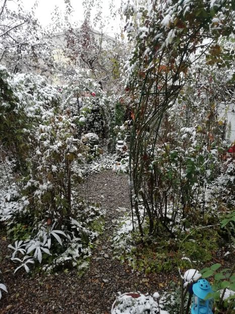  - Grădina 2020 continuare 2