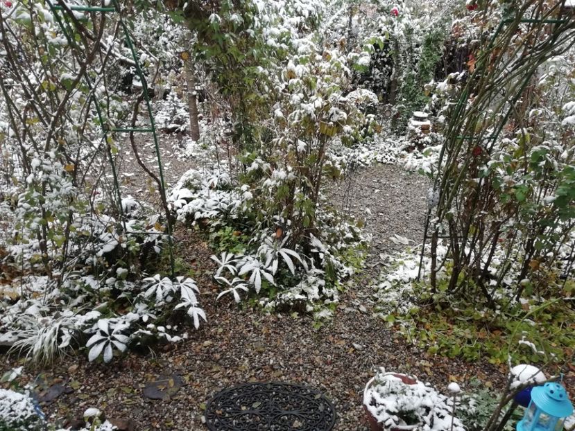  - Grădina 2020 continuare 2