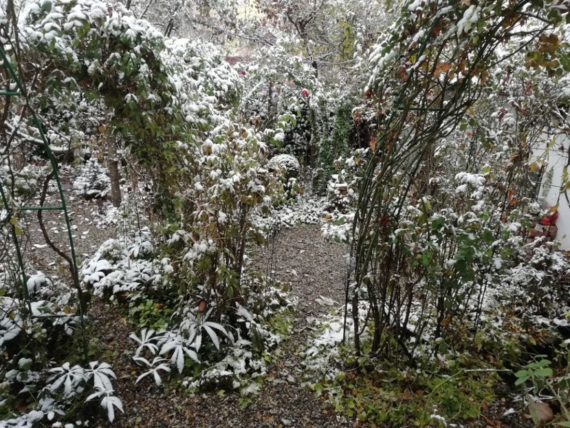  - Grădina 2020 continuare 2