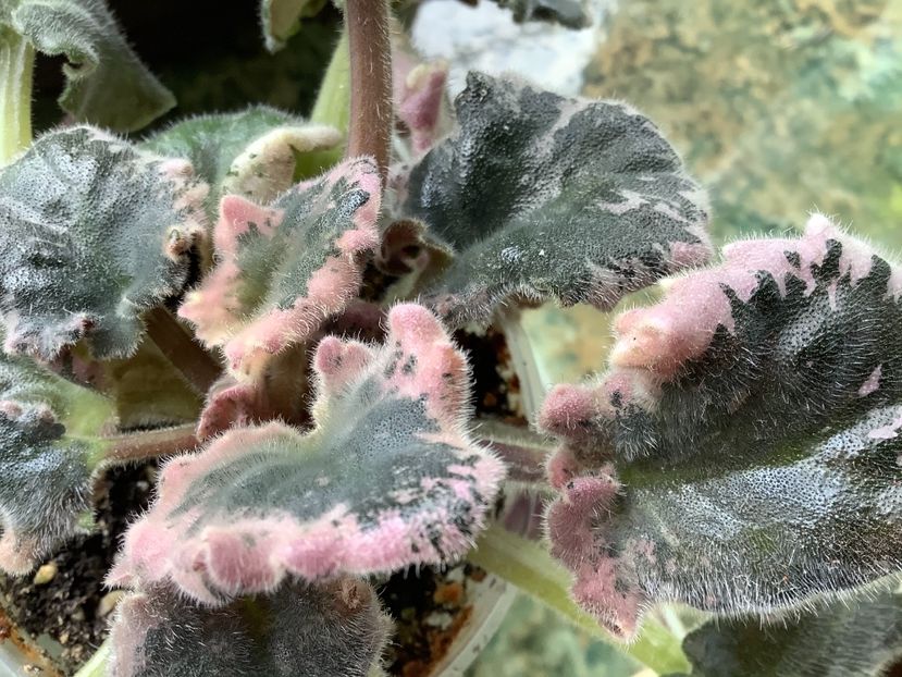  - EK Zamoskaya Dikovinka