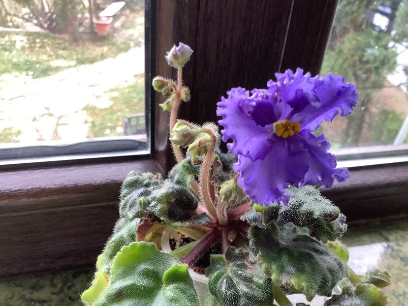  - Ma s Ching Dynasty