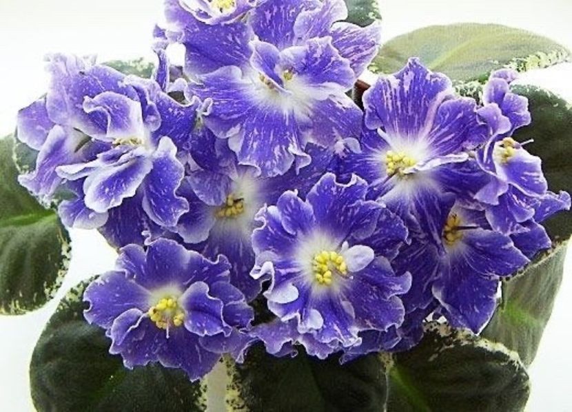 RS Ariel - Violete