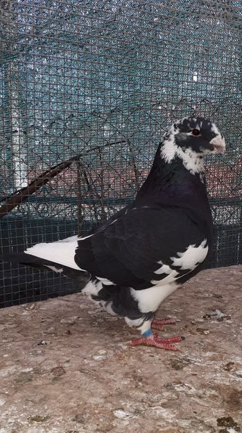 Fem 2018 - Porumbei vanduti