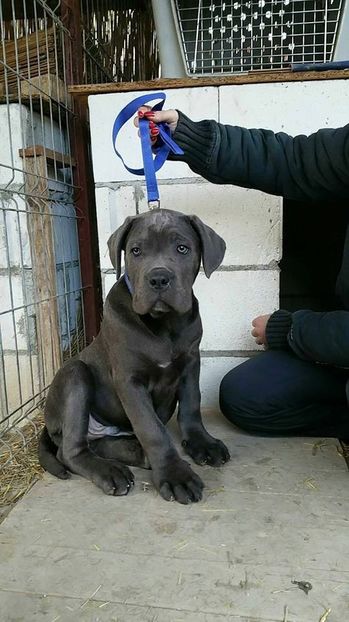  - Best Cane Corso Italiano