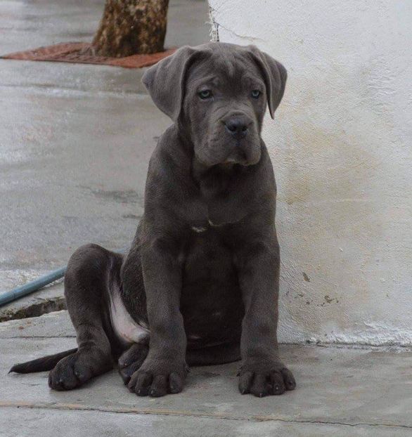  - Best Cane Corso Italiano