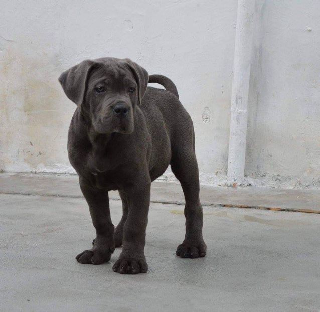  - Best Cane Corso Italiano