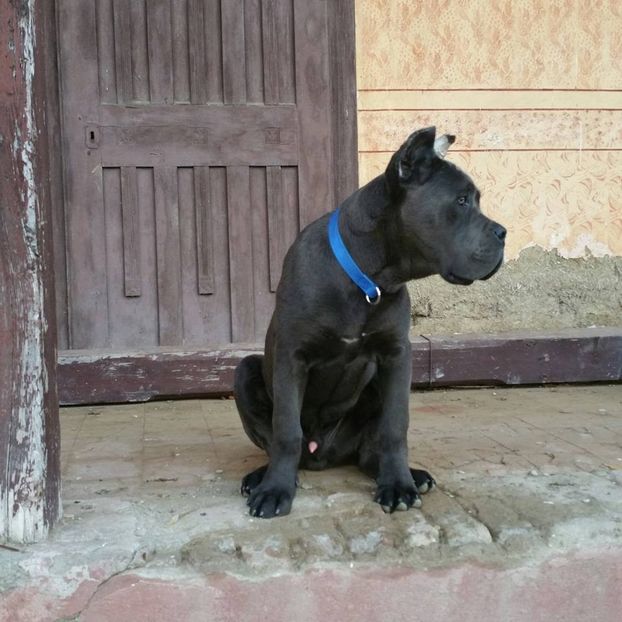  - Best Cane Corso Italiano