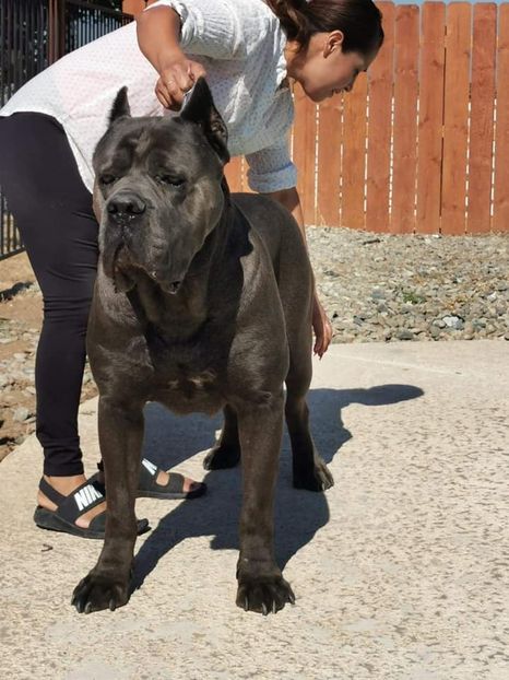  - Best Cane Corso Italiano