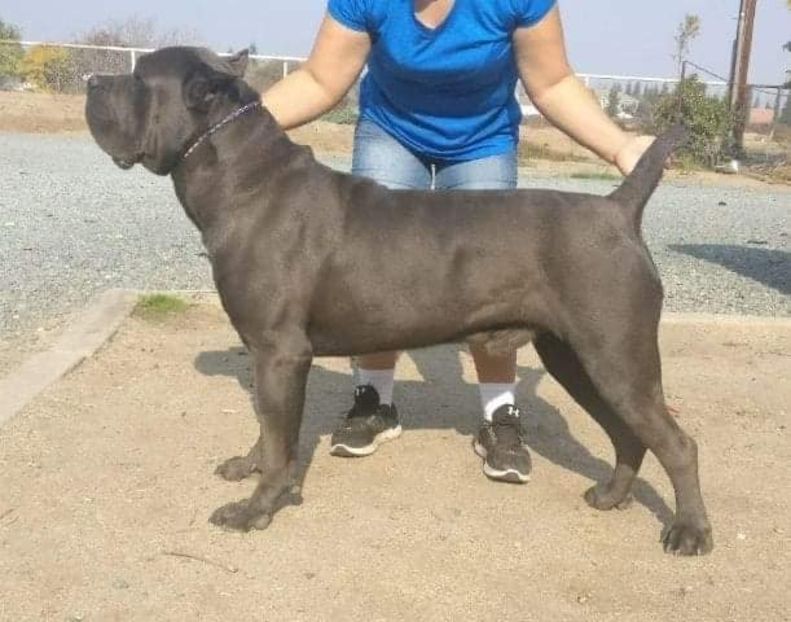  - Best Cane Corso Italiano