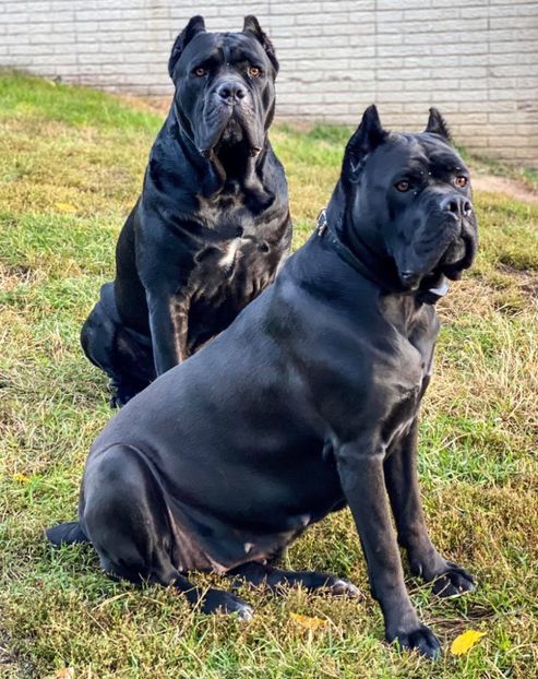 120536194_2780651615553649_2345808243232375654_o - Best Cane Corso Italiano