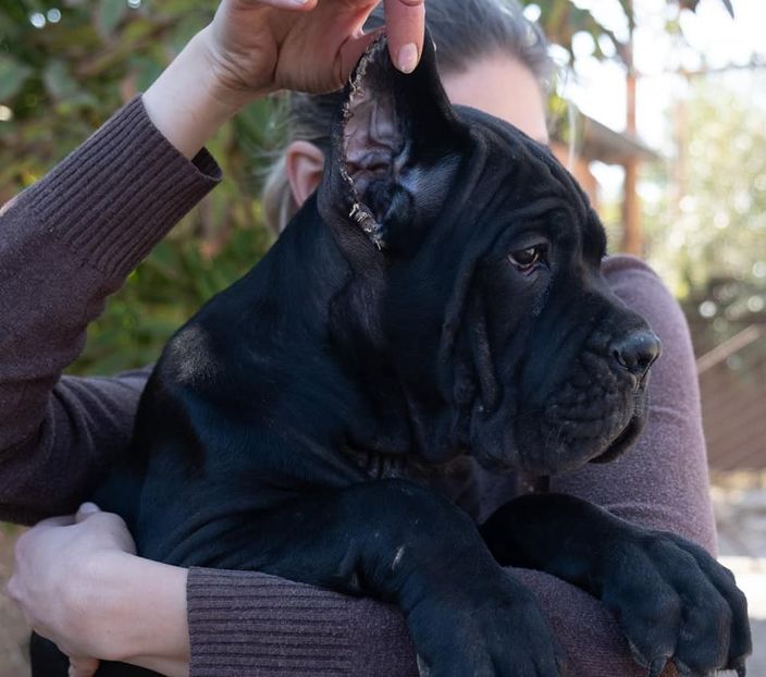  - Best Cane Corso Italiano