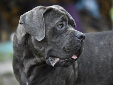 cane-corso-adulto-MnDGr2 - Best Cane Corso Italiano