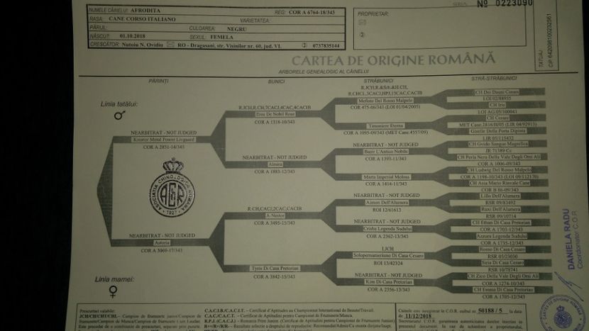  - Cane Corso Italiano METAL POWER KENNEL
