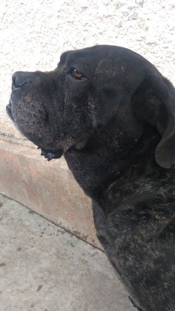  - Cane Corso Italiano METAL POWER KENNEL