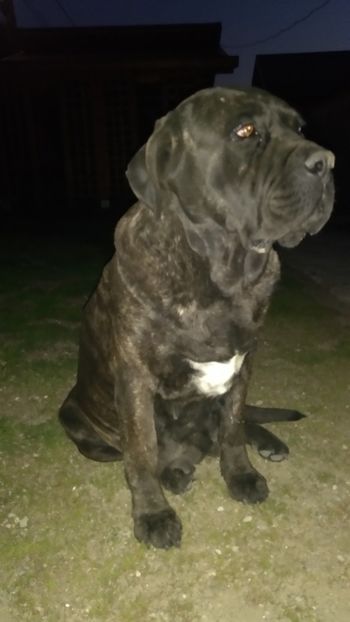  - Cane Corso Italiano METAL POWER KENNEL