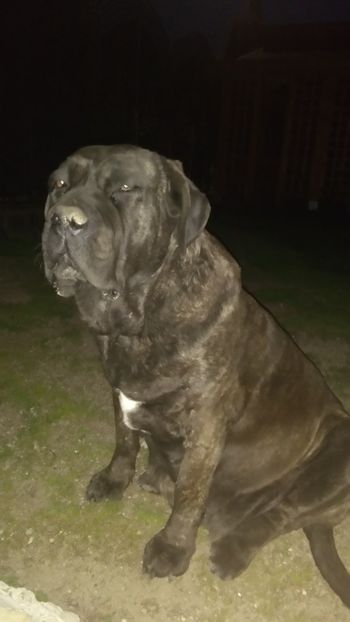  - Cane Corso Italiano METAL POWER KENNEL