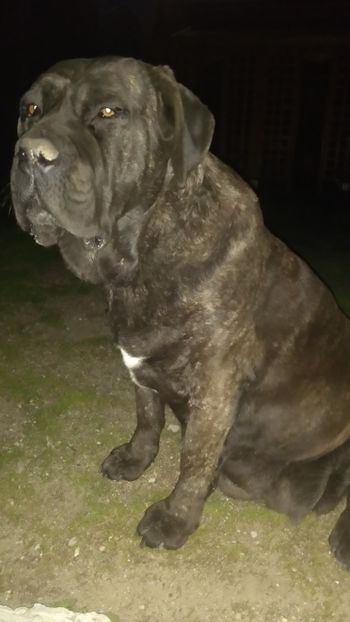  - Cane Corso Italiano METAL POWER KENNEL