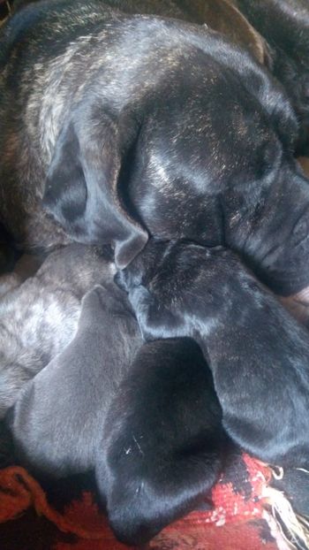  - Cane Corso Italiano METAL POWER KENNEL