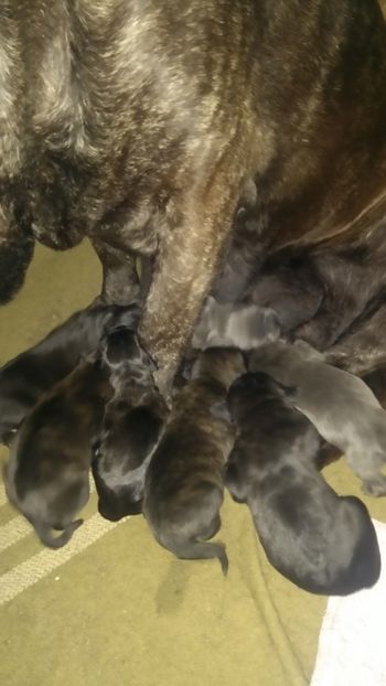 - Cane Corso Italiano METAL POWER KENNEL