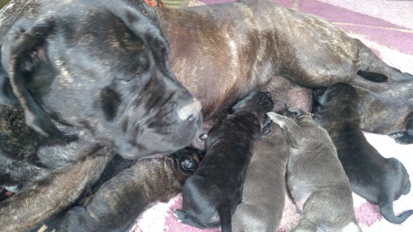  - Cane Corso Italiano METAL POWER KENNEL