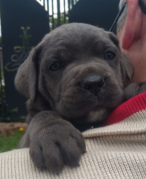  - Cane Corso Italiano METAL POWER KENNEL