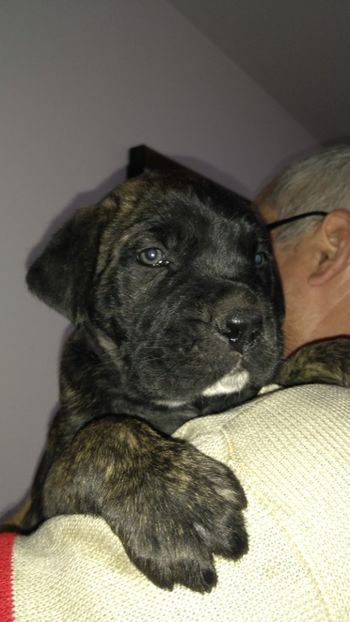  - Cane Corso Italiano METAL POWER KENNEL