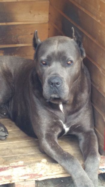 - Cane Corso Italiano METAL POWER KENNEL