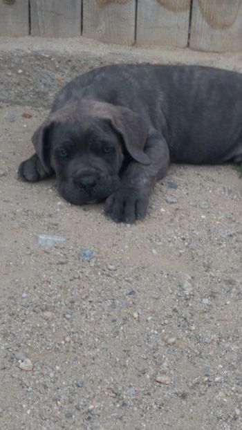  - Cane Corso Italiano METAL POWER KENNEL