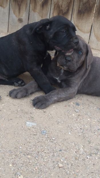  - Cane Corso Italiano METAL POWER KENNEL