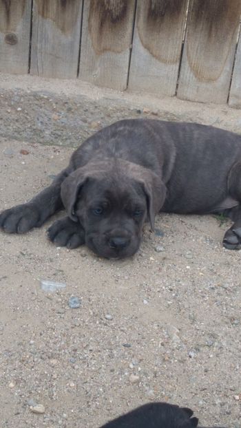  - Cane Corso Italiano METAL POWER KENNEL