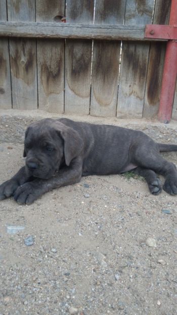  - Cane Corso Italiano METAL POWER KENNEL