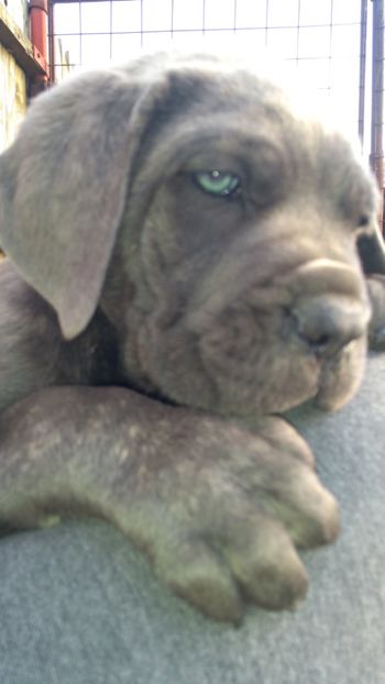  - Cane Corso Italiano METAL POWER KENNEL