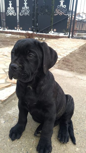 IMG-20181203-WA0003 - Cane Corso Italiano METAL POWER KENNEL