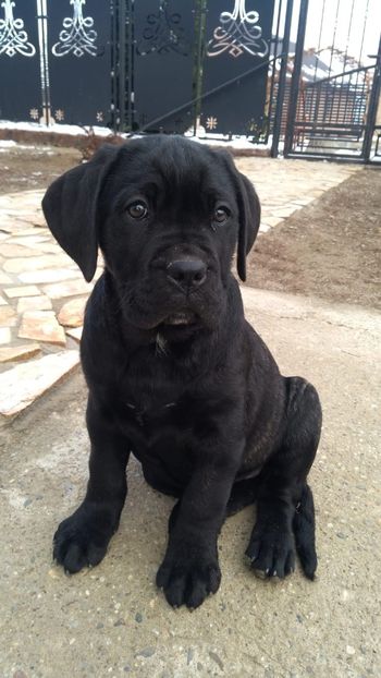 IMG-20181203-WA0004 - Cane Corso Italiano METAL POWER KENNEL