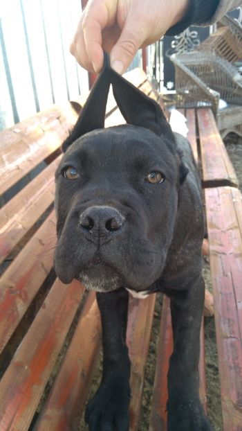 IMG-20181230-WA0022 - Cane Corso Italiano METAL POWER KENNEL