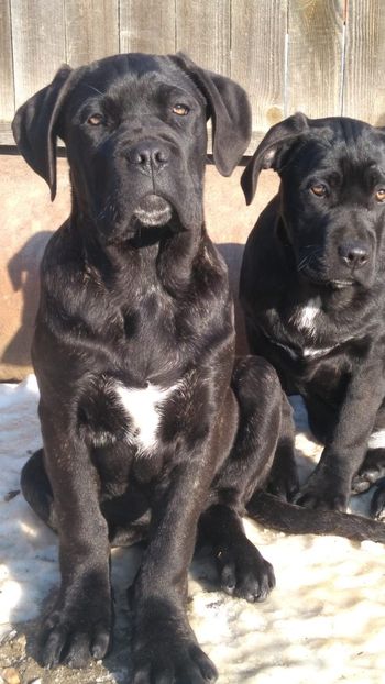 IMG-20190113-WA0004 - Cane Corso Italiano METAL POWER KENNEL