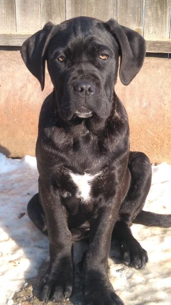IMG-20190113-WA0005 - Cane Corso Italiano METAL POWER KENNEL