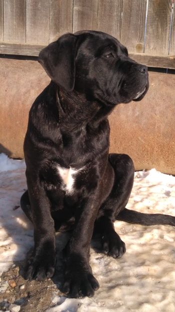 IMG-20190113-WA0008 - Cane Corso Italiano METAL POWER KENNEL
