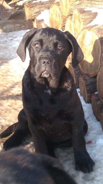 IMG-20190115-WA0002 - Cane Corso Italiano METAL POWER KENNEL
