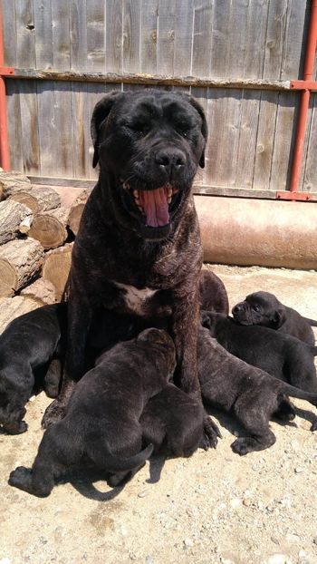 IMG-20190417-WA0001 - Cane Corso Italiano METAL POWER KENNEL