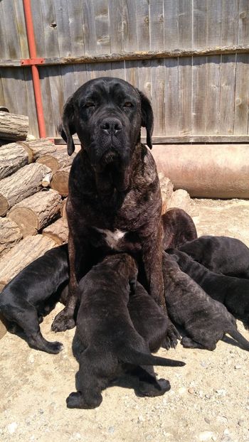 IMG-20190417-WA0002 - Cane Corso Italiano METAL POWER KENNEL