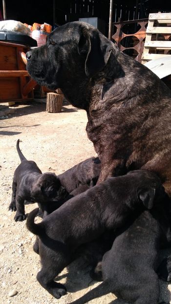IMG-20190417-WA0003 - Cane Corso Italiano METAL POWER KENNEL