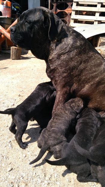 IMG-20190417-WA0004 - Cane Corso Italiano METAL POWER KENNEL