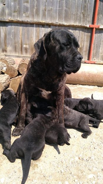 IMG-20190417-WA0005 - Cane Corso Italiano METAL POWER KENNEL