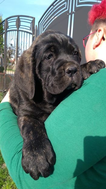 IMG-20190514-WA0002 - Cane Corso Italiano METAL POWER KENNEL