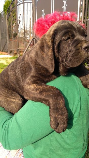 IMG-20190514-WA0005 - Cane Corso Italiano METAL POWER KENNEL