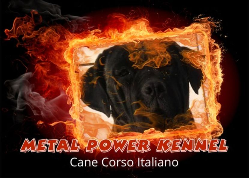 IMG-20200529-WA0003 - Cane Corso Italiano METAL POWER KENNEL