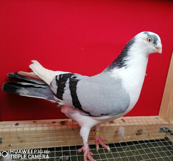 M 2017_7945 - porumbei care mi-au apartinut