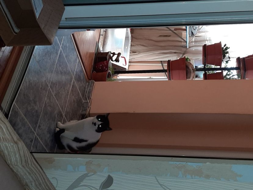  - Pisicii mei în noiembrie 2020