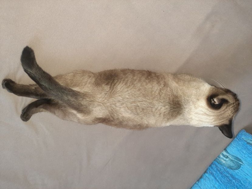  - Pisicii mei în noiembrie 2020